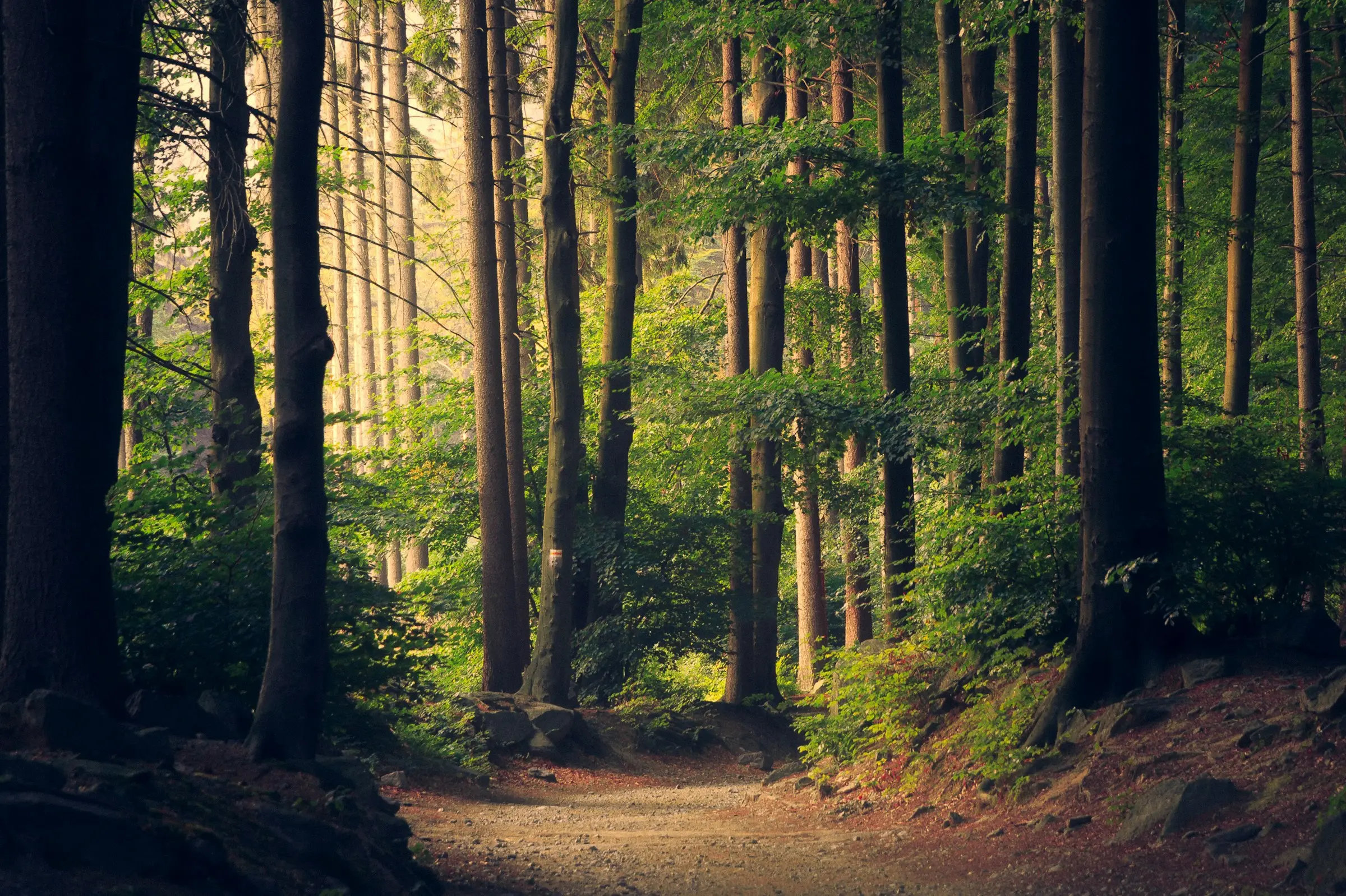 Sunlight cutting through a dense forest onto a dirt path