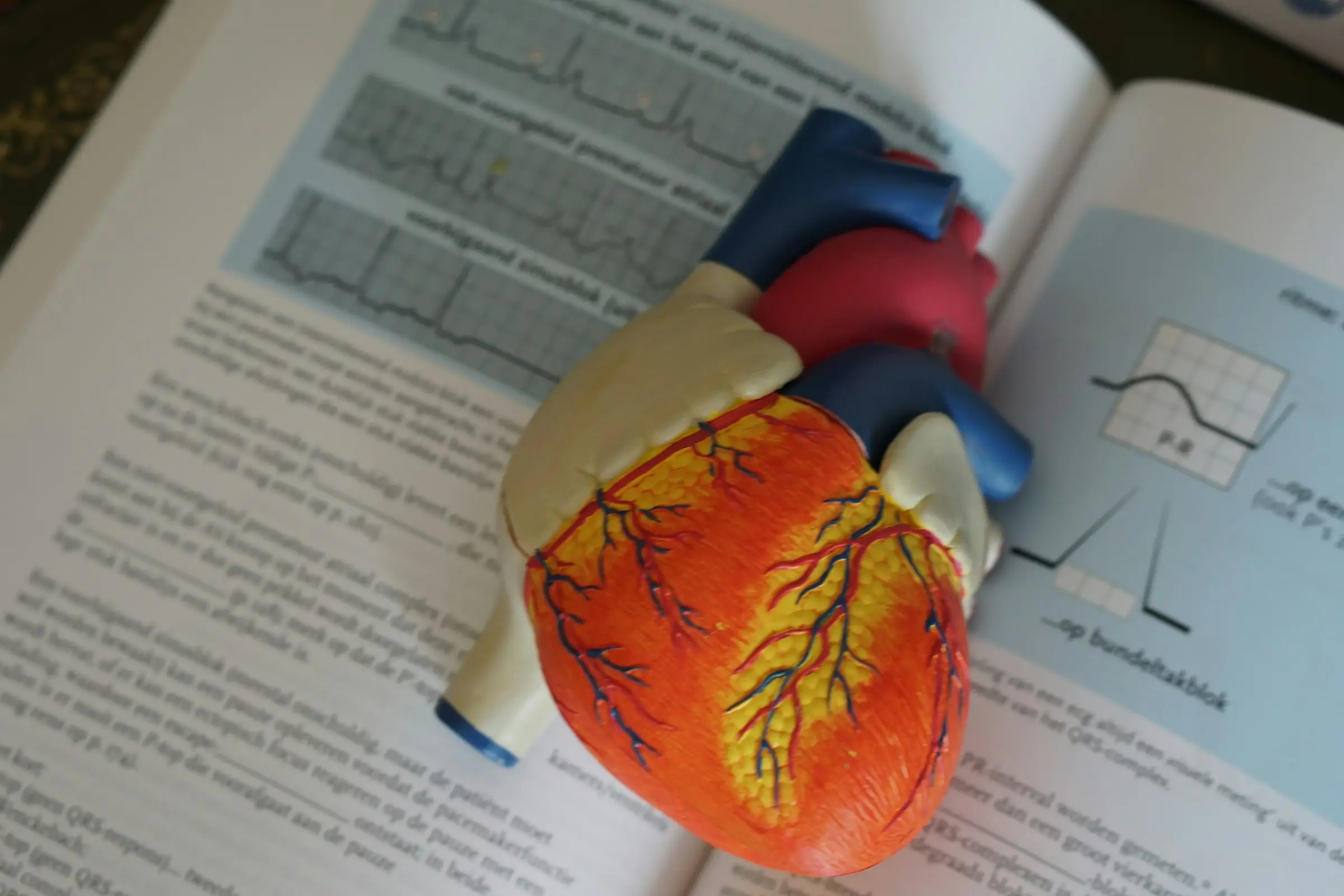 An anatomical heart model resting on an open cardiology textbook