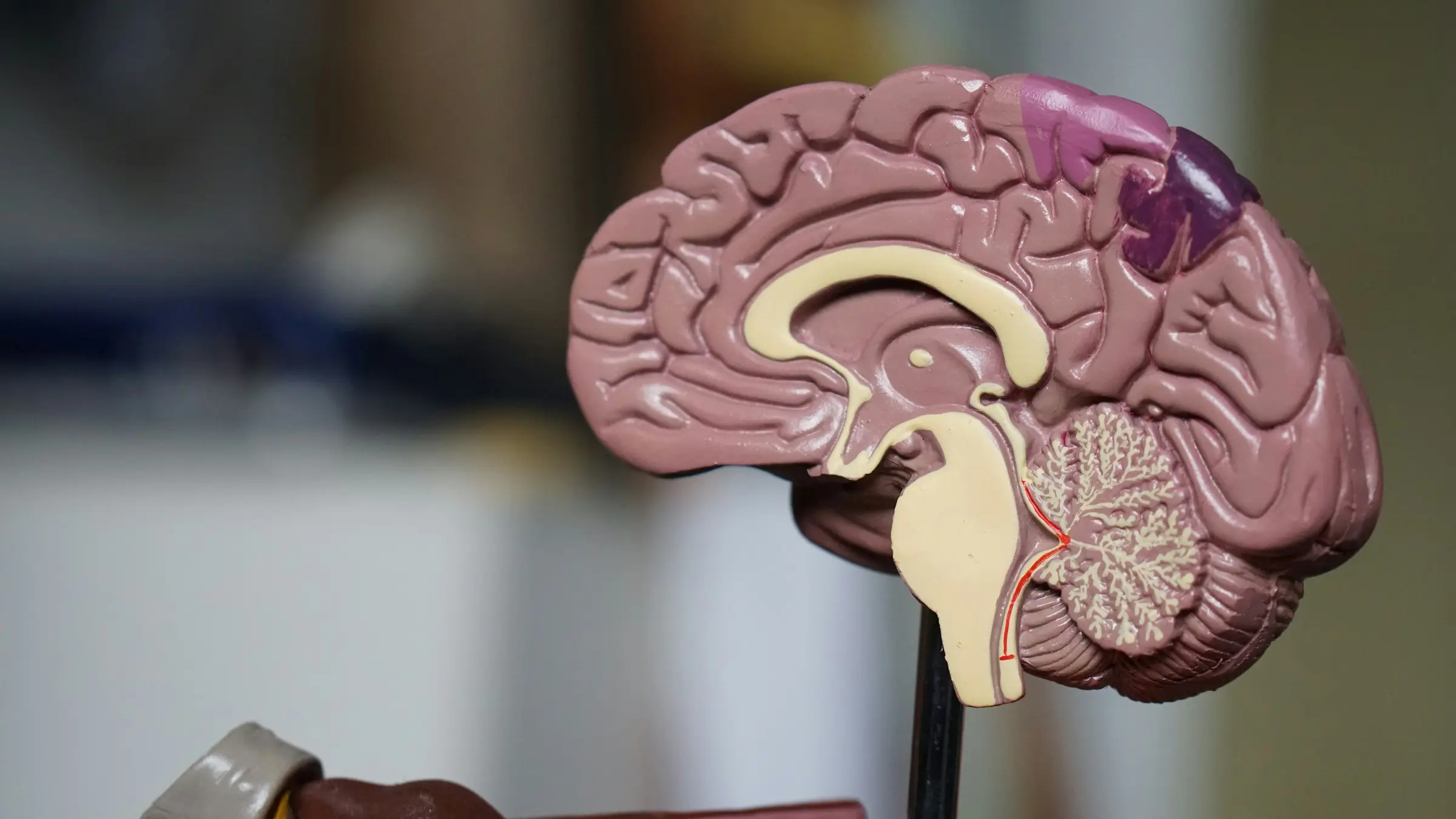A sectioned model of the human brain in close-up