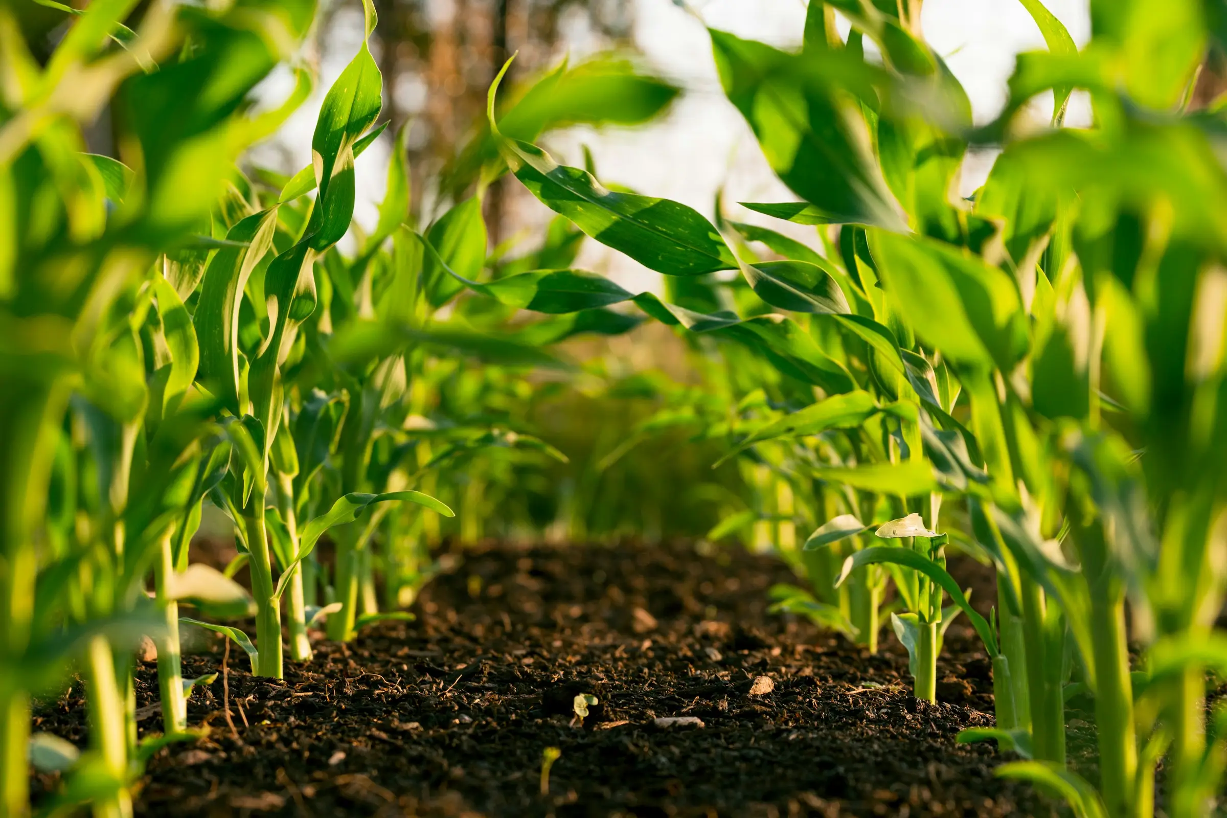 Young corn seedlings in dark soil, photographed at ground level